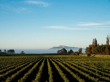 Hawke's Bay Wineries