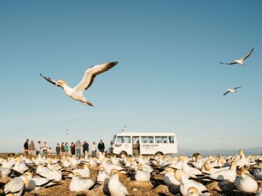 Gannet Safaris